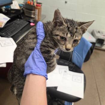 Vexen -  Domestic Short Hair Cat for Adoption in Chattanooga, Tennessee - Vexen | PetCurious
