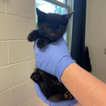 AC/DC -  Domestic Short Hair Cat for Adoption in Charlottesville, Virginia - AC/DC | PetCurious