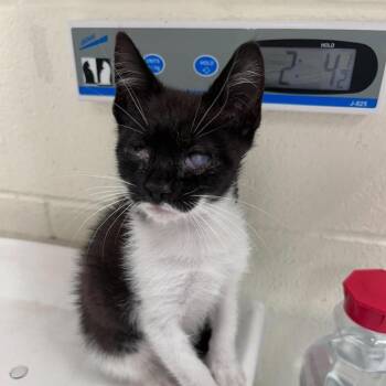 Stevie 26-10-049 -  Domestic Short Hair Cat for Adoption in Bastrop, Texas - Stevie 26-10-049 | PetCurious