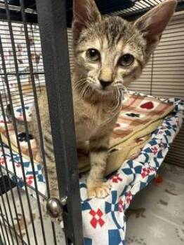 Sketti -  Domestic Short Hair Cat for Adoption in Blountville, Tennessee - Sketti | PetCurious