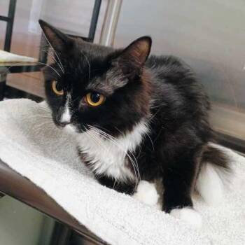 Domestic Medium Hair Cats Available for Adoption in Davenport, Iowa - Matchie | PetCurious