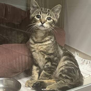 Spuds -  Domestic Short Hair Cat for Adoption in Dickinson, Texas - Spuds | PetCurious
