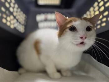 Sho -  Domestic Short Hair Cat for Adoption in Honolulu, Hawaii - Sho | PetCurious
