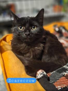 Scarecrow  K 445 -  Domestic Medium Hair Cat for Adoption in Metamora, Illinois - Scarecrow  K 445 | PetCurious