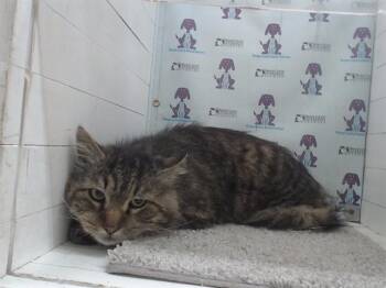 Maine Coon Cats Available for Adoption in Orlando, Florida - TOM | PetCurious