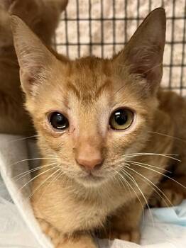 MARS -  Domestic Short Hair Cat for Adoption in Fort Lauderdale, Florida - MARS | PetCurious