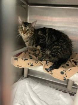 CALVIN -  Domestic Short Hair Cat for Adoption in West Palm Beach, Florida - CALVIN | PetCurious