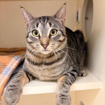 Domestic Short Hair Cats Available for Adoption in Naperville, Illinois - Stratus | PetCurious