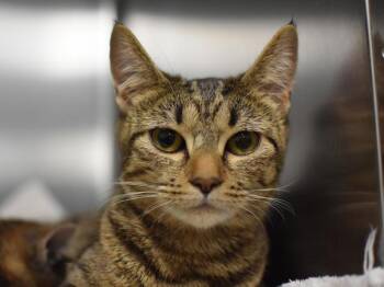 Jellycat -  Domestic Short Hair Cat for Adoption in Portland, Oregon - Jellycat | PetCurious