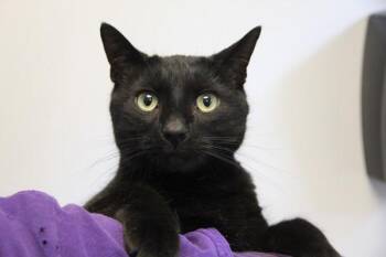Domestic Short Hair Cats Available for Adoption in Winnipeg, Manitoba - Tipsy | PetCurious