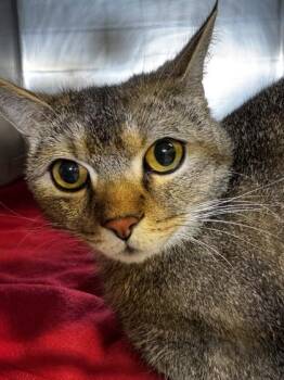 Domestic Short Hair Cats Available for Adoption in Roseville, California - Teddy Bear | PetCurious