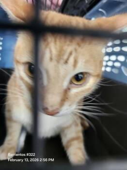 Domestic Short Hair Cats Available for Adoption - OZZIE | PetCurious