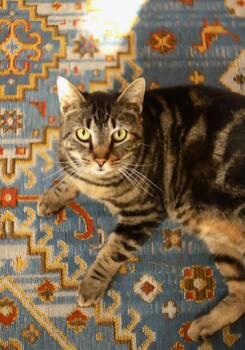 Tabby Cats Available for Adoption - Zeus | PetCurious