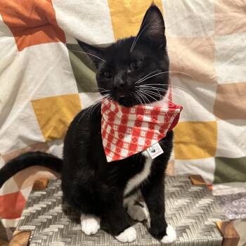 plankton -  Domestic Short Hair Cat for Adoption in Bellingham, Washington - Plankton | PetCurious