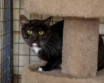 Habanero -  Domestic Short Hair Cat for Adoption in Marana, Arizona - Habanero | PetCurious