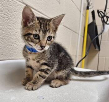 Armadillo -  Domestic Short Hair Cat for Adoption in Westland, Michigan - Armadillo | PetCurious