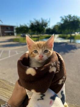 Domestic Short Hair Cats Available for Adoption in Sugar Land, Texas - CHIP | PetCurious
