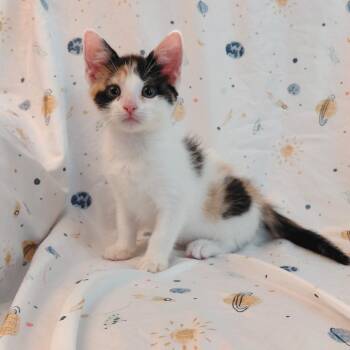 Glinda -  Domestic Short Hair Cat for Adoption in Wichita, Kansas - Glinda | PetCurious
