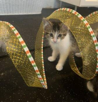 Geo -  Domestic Short Hair Cat for Adoption in Kenosha, Wisconsin - Geo | PetCurious