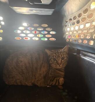 Domestic Short Hair Cats Available for Adoption - Josie | PetCurious