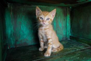 Cheez-its -  Domestic Short Hair Cat for Adoption in San Antonio, Texas - Cheez-its | PetCurious