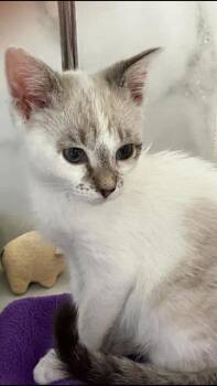 Zaria -  Siamese and Domestic Short Hair Cat for Adoption in Venice, Florida - Zaria | PetCurious