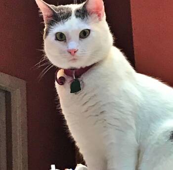 Domestic Short Hair Cats Available for Adoption - INDIGO #1813 - Offered By Owner | PetCurious