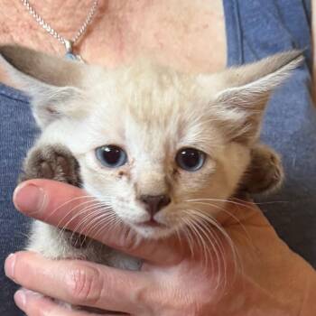 Gary -  Domestic Short Hair Cat for Adoption in Midland, Texas - Gary | PetCurious