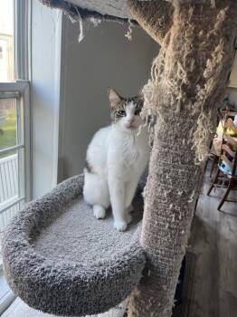 Reagan -  Domestic Short Hair Cat for Adoption in Walled Lake, Michigan - Reagan | PetCurious