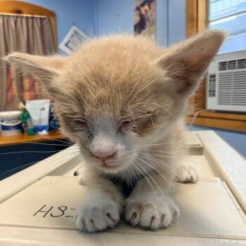 Little Warrior -  Domestic Short Hair Cat for Adoption in Redwood Valley, California - Little Warrior | PetCurious