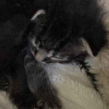 Ariana -  Domestic Short Hair Cat Available for Adoption in Mt. Juliet, Tennessee - Ariana | PetCurious