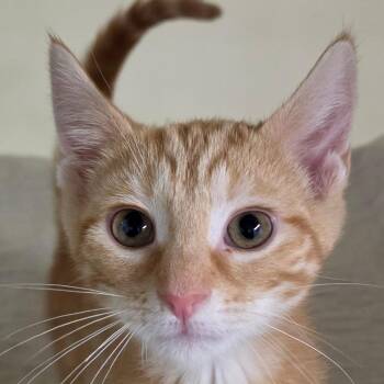 Susan -  Domestic Short Hair Cat for Adoption in Zanesville, Ohio - Susan | PetCurious