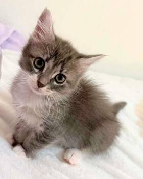 Jeannette -  Maine Coon Cat for Adoption in New Braunfels, Texas - Jeannette | PetCurious