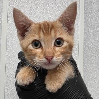 Wheel Shine -  Domestic Short Hair Cat for Adoption in Abilene, Texas - Wheel Shine | PetCurious
