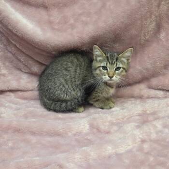 Sergeant Paws -  Domestic Short Hair Cat for Adoption in Parkersburg, West Virginia - Sergeant Paws | PetCurious