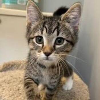Reyna -  Domestic Short Hair Cat for Adoption in Fredericksburg, Virginia - Reyna | PetCurious