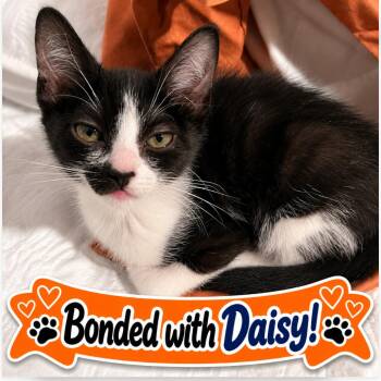 Lucy -  Domestic Short Hair Cat for Adoption in Pleasant Hill, California - Lucy | PetCurious