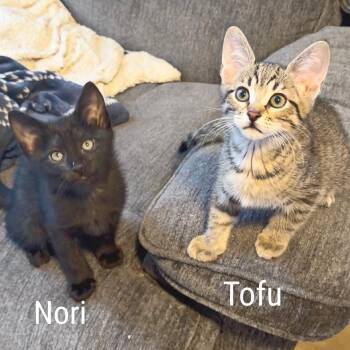 Domestic Short Hair Cats Available for Adoption - Nori | PetCurious