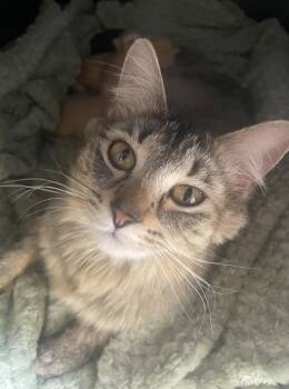 Rosie -  Tabby Cat for Adoption in Incline Village, Nevada - Rosie | PetCurious