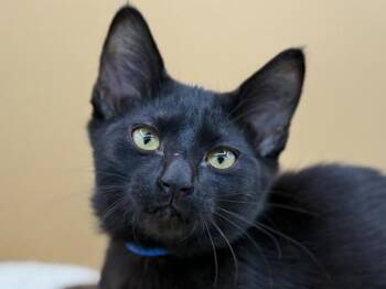 Dipper -  Domestic Short Hair Cat for Adoption in Portland, Oregon - Dipper | PetCurious