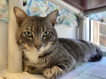 Domestic Short Hair Cats Available for Adoption - XAVIER | PetCurious