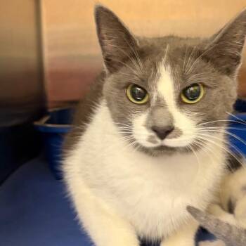 Stray 08/05/26 A65018 -  Domestic Short Hair Cat for Adoption in Keizer, Oregon - Stray 08/05/26 A65018 | PetCurious