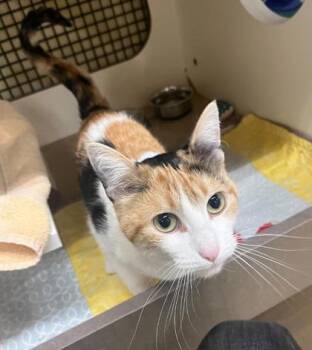 Domestic Short Hair Cats Available for Adoption in Kansas City, Missouri - Jasmine | PetCurious