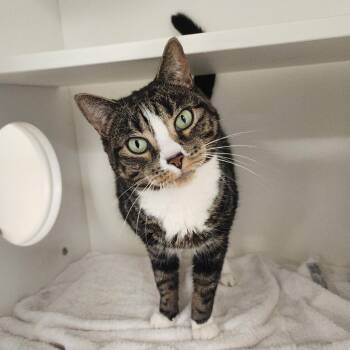 Domestic Short Hair and Mixed Breed Cats Available for Adoption in Philadelphia, Pennsylvania - Princess | PetCurious