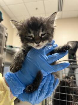 Domestic Medium Hair Cats Available for Adoption - MARVIN | PetCurious