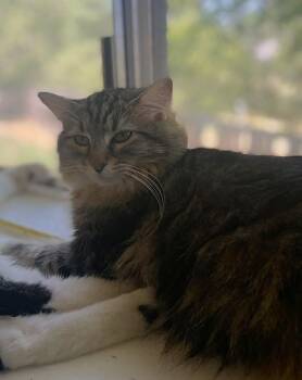 Sprout Linen -  Domestic Long Hair Cat for Adoption in Ogden, Utah - Sprout Linen | PetCurious