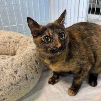 Domestic Short Hair Cats Available for Adoption - Caramel Creamer | PetCurious