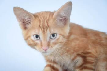 EEYORE -  Domestic Short Hair Cat for Adoption in Loveland, Colorado - EEYORE | PetCurious