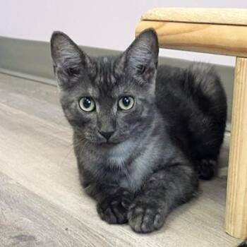 Clancy -  Tabby and Domestic Short Hair Cat for Adoption in Lombard, Illinois - Clancy | PetCurious