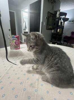 Gabriel (and Anastasia) -  Tabby and Domestic Medium Hair Cat for Adoption in Walnut Creek, California - Gabriel (and Anastasia) | PetCurious